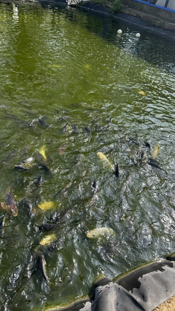 100x100 Pond Liner HDRPE 30/40 Year, Best Seller 2025, Free Shipping!