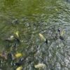 190X197 Pond Liner HDRPE 30/40 Year, Best Seller 2023, Free Shipping!! - Image 12